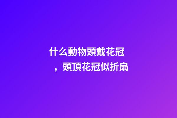什么動物頭戴花冠，頭頂花冠似折扇